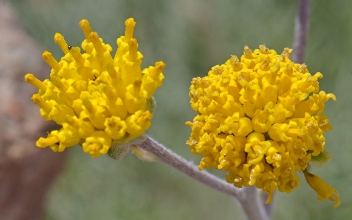 Fineleaf Hymenopappus is a native perennial with medium size showy yellow or lemon colored flowers that bloom from April to September. Hymenopappus filifolius 